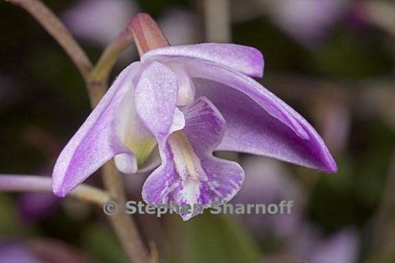 dendrobium kingianum 2 graphic